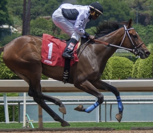 A jockey riding a racehorse